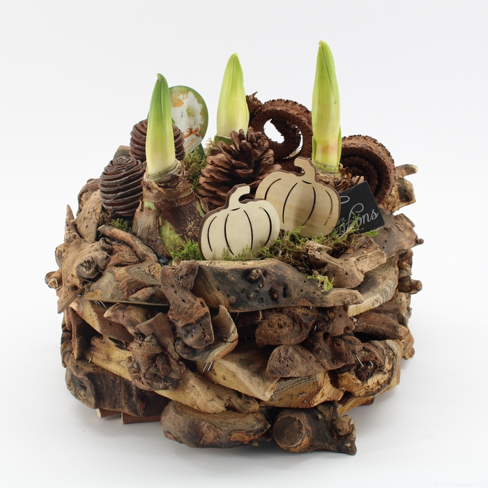 HACR-2414W Amaryllis Herfst