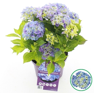 Hydrangea macrophylla overig