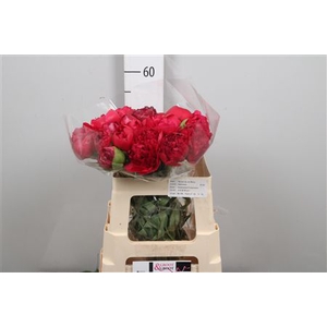 Paeo Com Performance