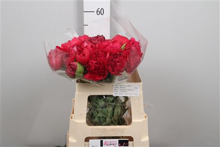 Paeo Com Performance