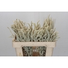Amaranthus Yearming Desert