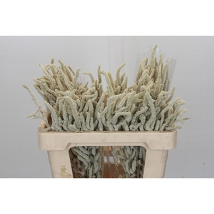 Amaranthus Yearming Desert