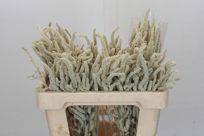 <h4>Amaranthus Yearming Desert</h4>