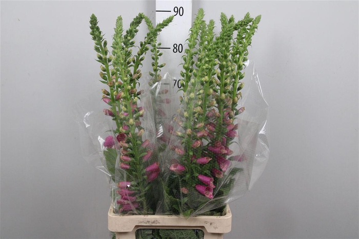 <h4>Digi Camelot Rose</h4>