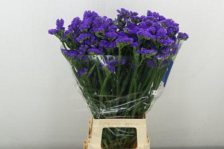 <h4>LIM S CRYST DARK BLU</h4>