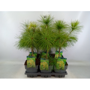 Pinus strobus