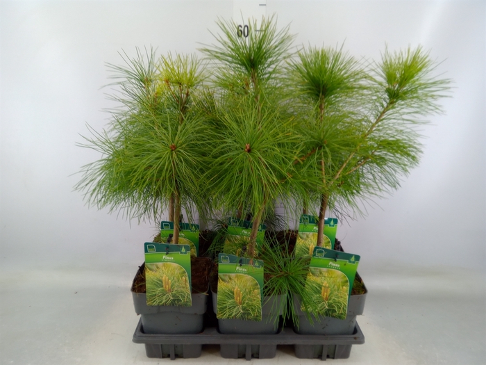 <h4>Pinus strobus</h4>