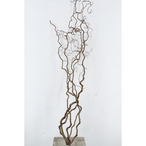 CORYL AV CONTORTA 2 JARIG 180CM
