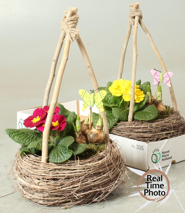 <h4>ARR TUINPLANTEN</h4>