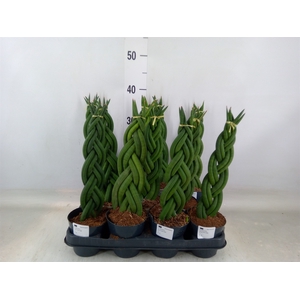Sansevieria cyl.  ...
