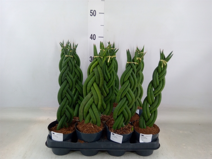 <h4>Sansevieria cyl.  ...</h4>