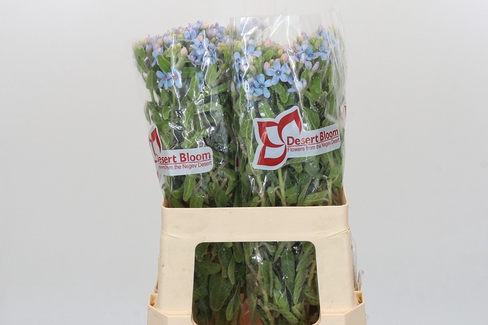 <h4>Oxypetalum Tweedia Blue</h4>