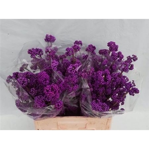 Callicarpa Bod Profu 60cm