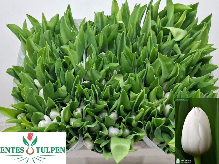 <h4>TU EN ROYAL VIRGIN</h4>