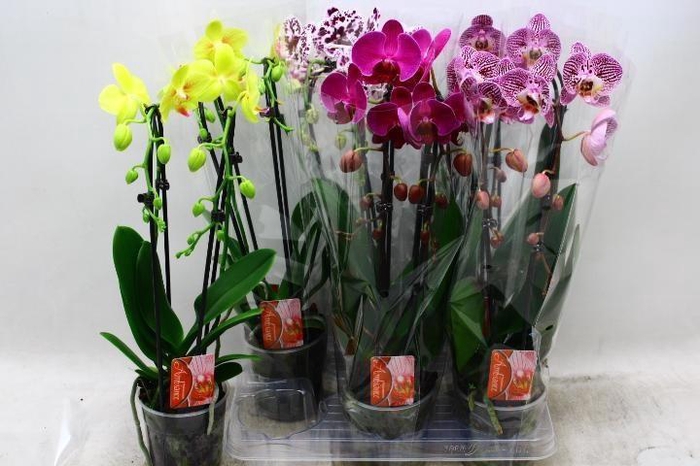 <h4>PHAL EL CASCADE</h4>