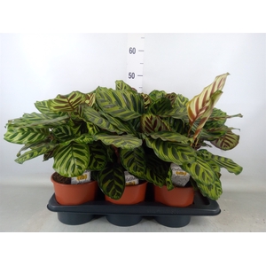 Calathea makoyana