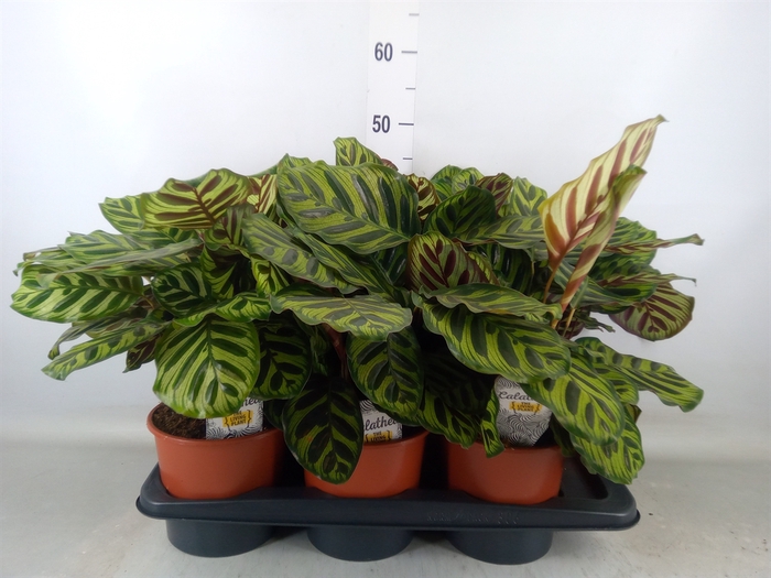 <h4>Calathea makoyana</h4>