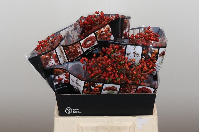 <h4>ROSA ROSEFR ELITE</h4>