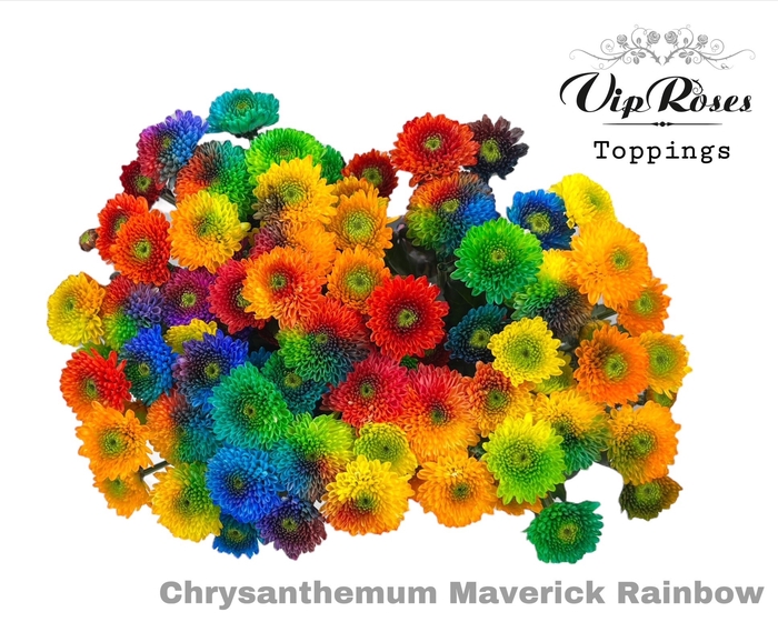 <h4>CHR S MAVERICK RAINBOW</h4>