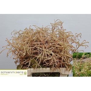 ARUNCUS DIOICUS ARUNCUS DIOICUS