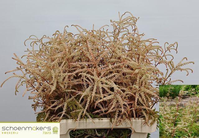 <h4>ARUNCUS DIOICUS ARUNCUS DIOICUS</h4>