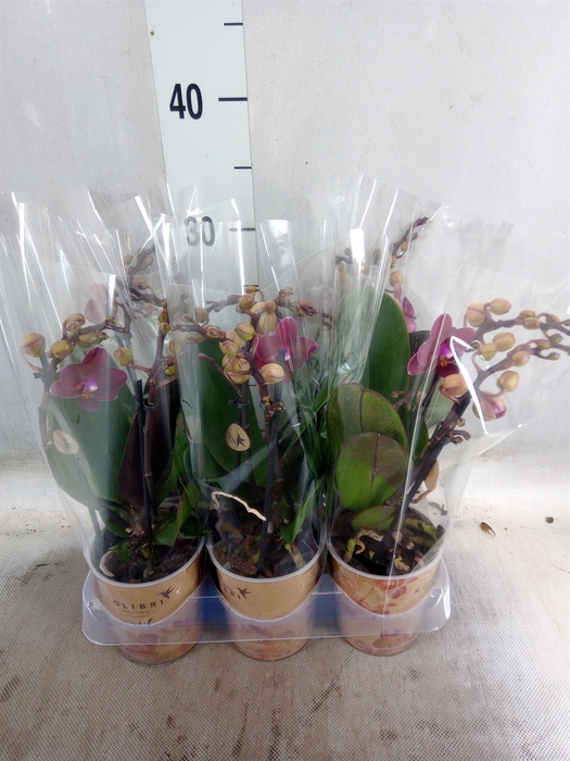 <h4>Phalaenopsis multi.   ...red</h4>