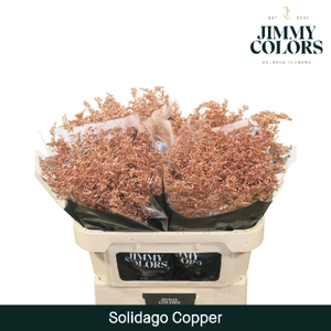 Solidago L80 Mtlc. Koper