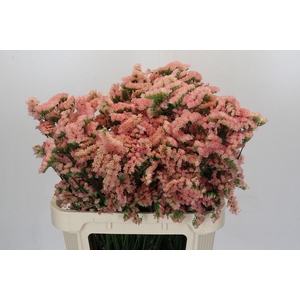 Limonium sinuatum Lucia Apricot+
