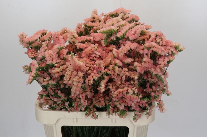 Limonium sinuatum Lucia Apricot