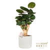 POLYSCIAS BALFOURIANA P19