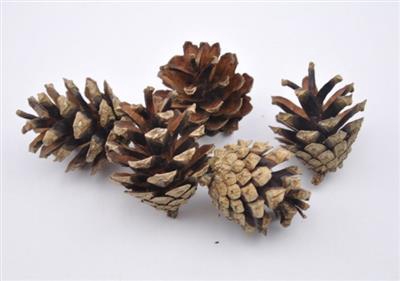 <h4>K.SYLVESTER 1KG PER</h4>