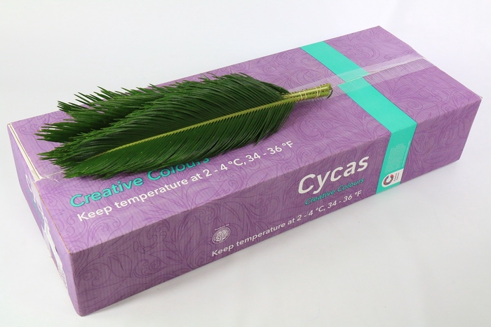 <h4>Cycas Revoluta Creative Colours</h4>