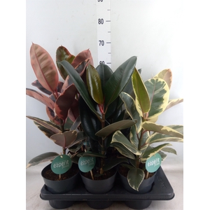 Ficus elastica   ...