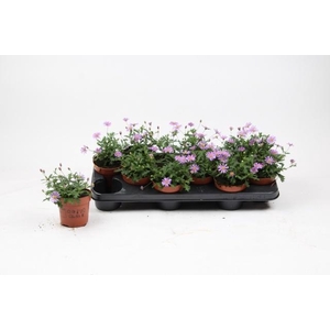 BRACH BRAS VIOLET