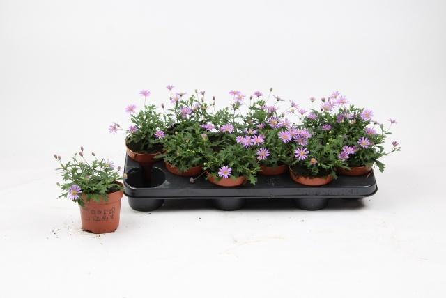 <h4>BRACH BRAS VIOLET</h4>