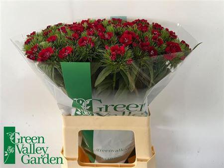 <h4>Di Barb S Will Red</h4>