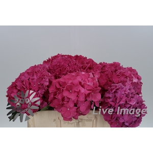 Hydrangea rodeo red