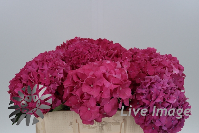 <h4>Hydrangea rodeo red</h4>