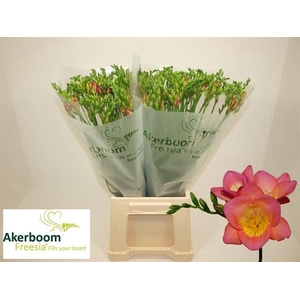Fr En Wonderfull Pink Akerboom