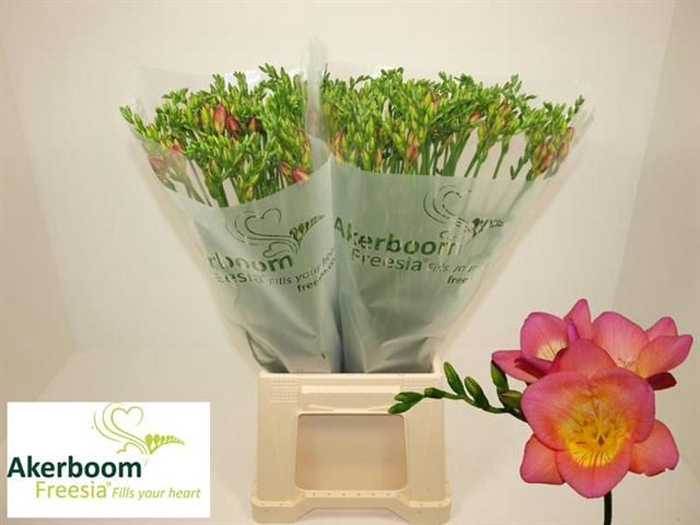 <h4>Fr En Wonderfull Pink Akerboom</h4>