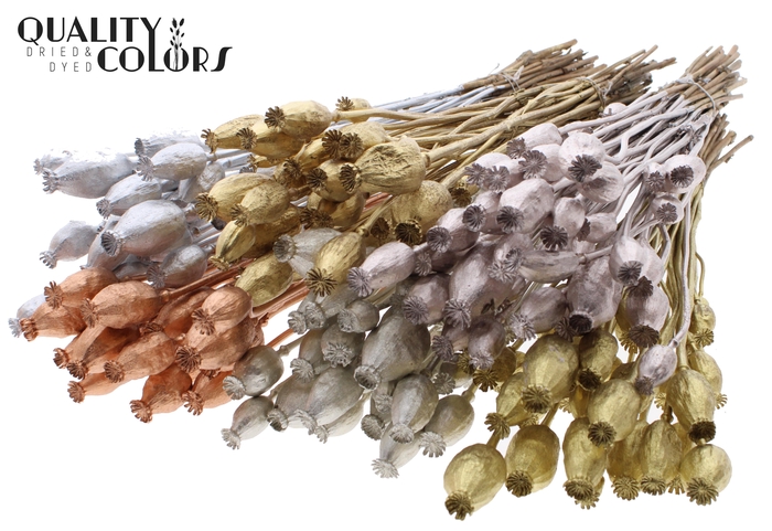 <h4>Papaver per bunch Mixed colours Metallic</h4>