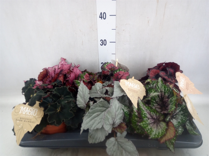 Begonia BD rex   ...mix