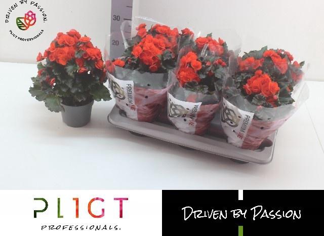 <h4>BEG DU MOCCA ORANGE</h4>