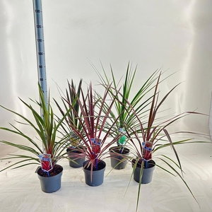 Cordyline gemengd