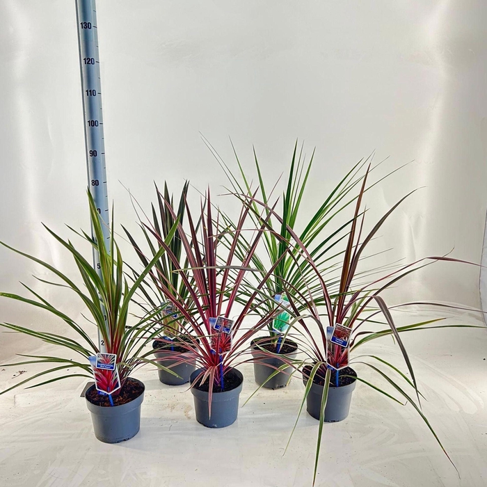 <h4>Cordyline gemengd</h4>