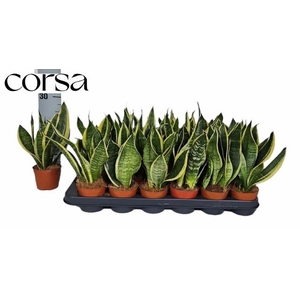 SANSEV FUTURA SUPERB