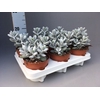Cotyledon Coral