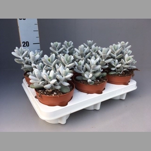 Cotyledon  'Coral'