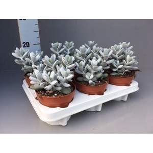 Cotyledon  'Coral'