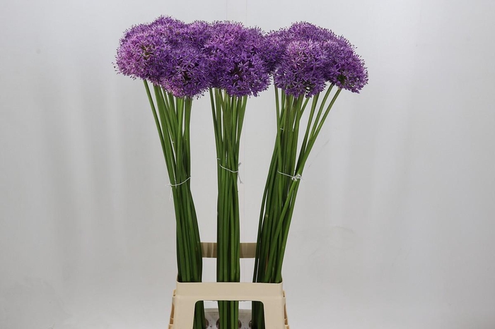 <h4>Allium Gladiator</h4>